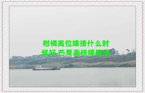 柑橘高位嫁接什么时候好 芒果高枝嫁接法